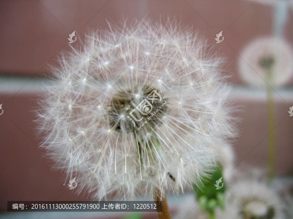 蒲公英白色朵朵