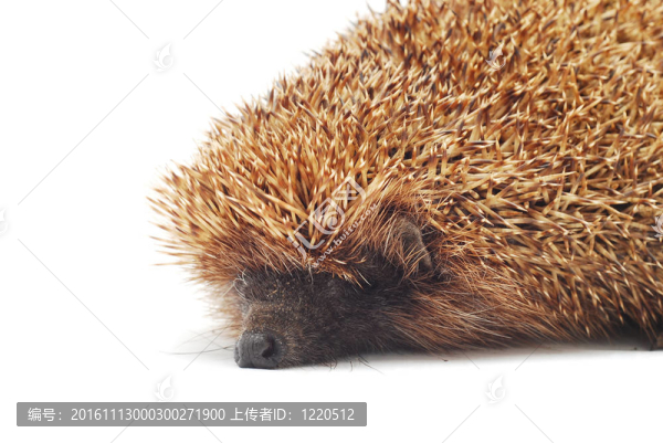 刺猬