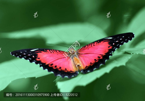 蝴蝶（紅蛉）