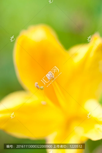 黃色的花