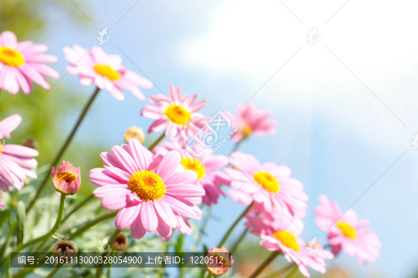 粉紅色的雛菊