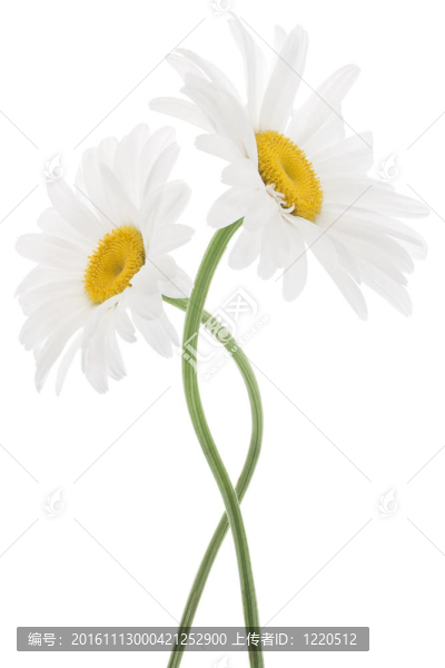 雛菊
