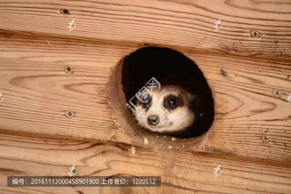 貓鼬