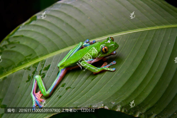 藍(lán)邊葉frog-2