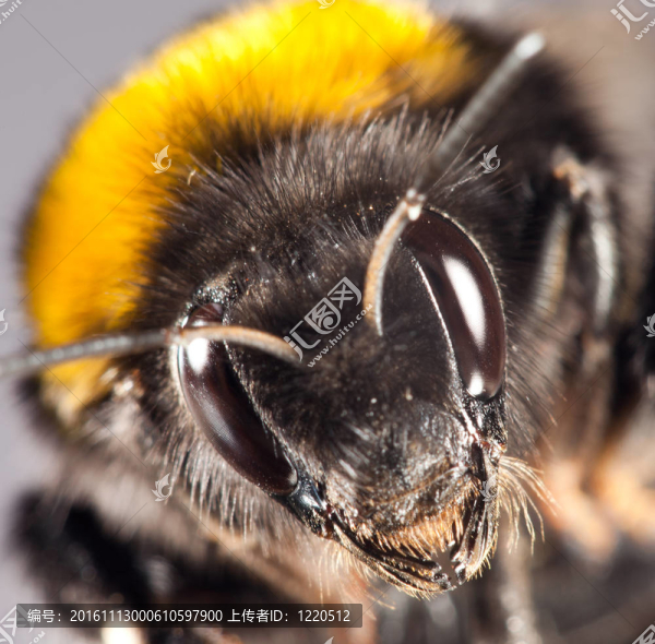 大黃蜂特寫