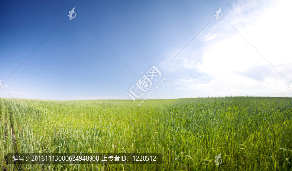 夏天的田野