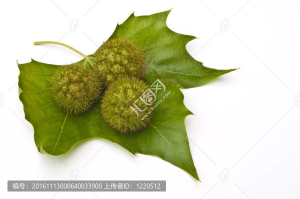 三栗子（板栗）在一個白色背景的葉