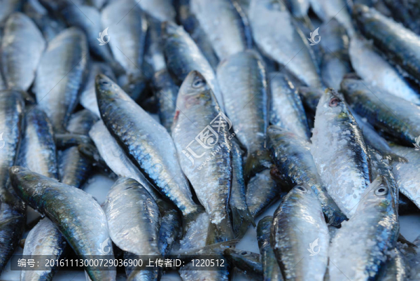 沙丁油魚