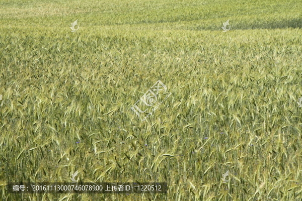 谷物