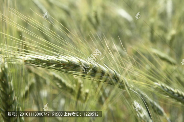 谷物-匯圖網(wǎng) www.fosd68.com 谷物