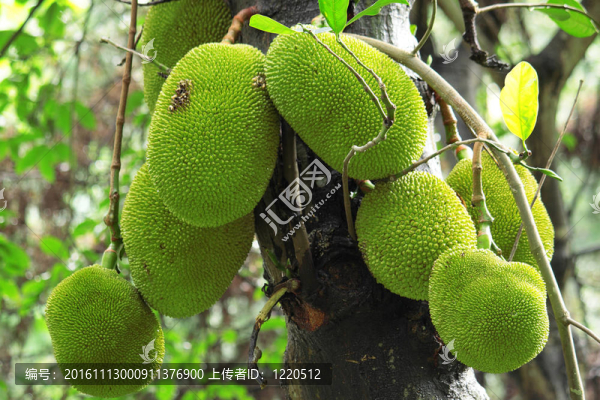 熱帶菠蘿蜜