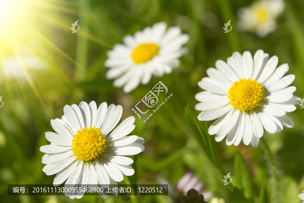 春天的雛菊