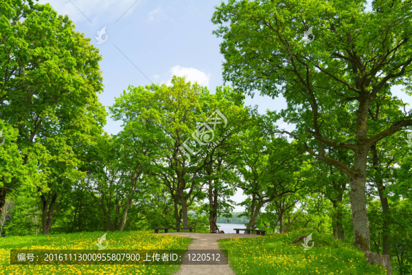 夏季公園；樹木