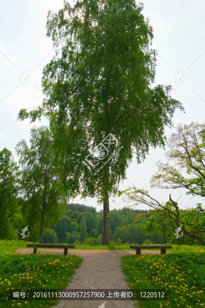 夏季公園；樹(shù)木
