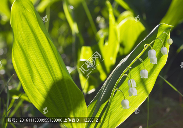 山谷百合花