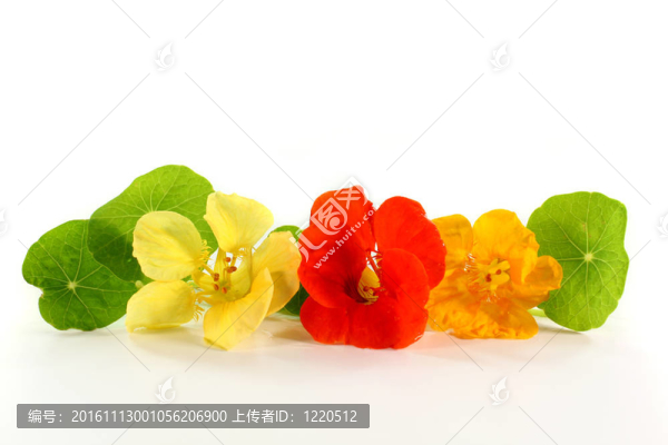 旱金蓮