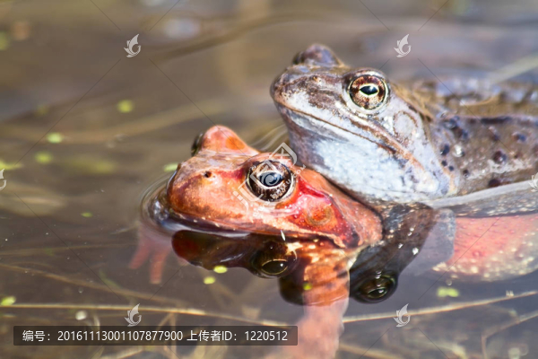 池塘里的青蛙
