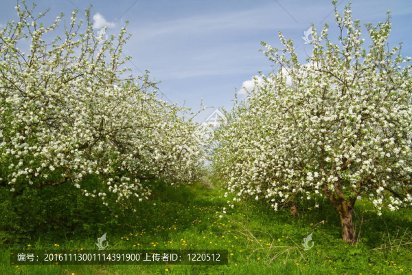 蘋果園的花