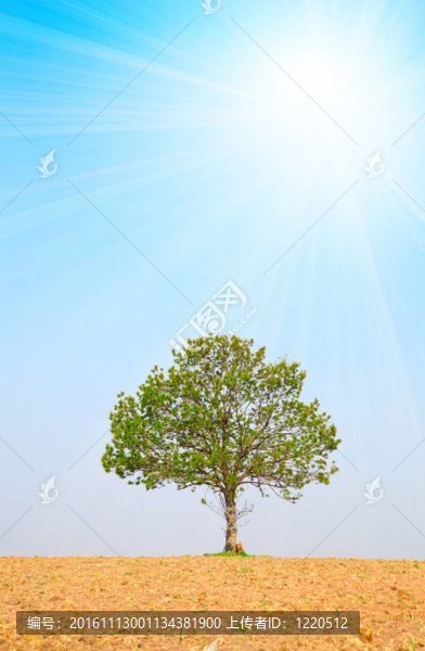 在藍(lán)色的天空樹和太陽；在犁過的土地。