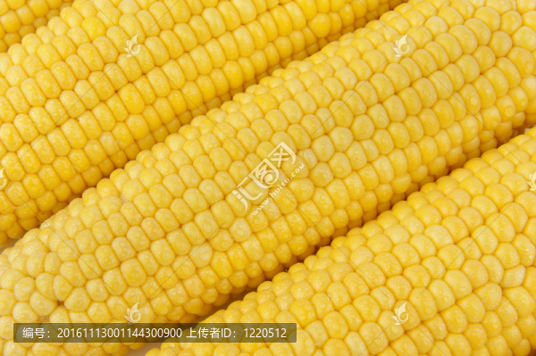 玉米穗