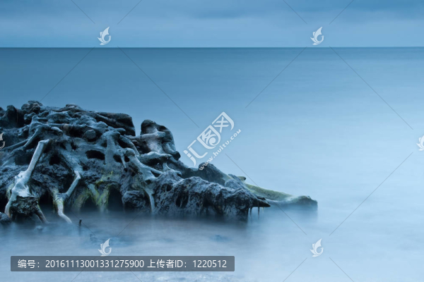根在水中