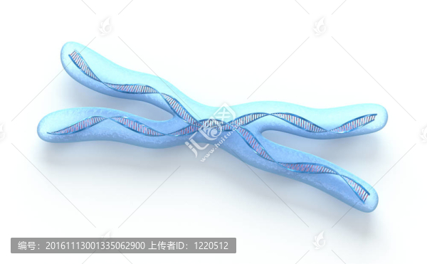 X染色體；白色DNA鏈