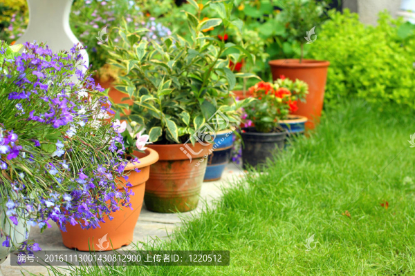 花園里的鮮花和植物半邊蓮