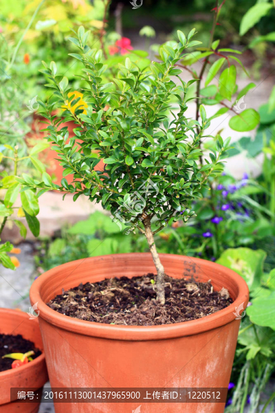 花盆里的花園植物