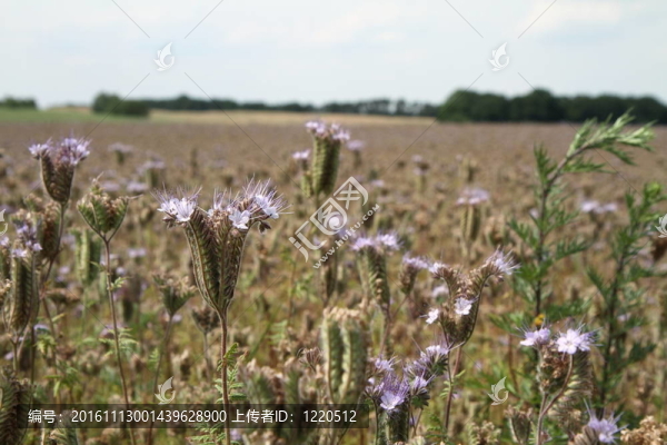 開(kāi)花的領(lǐng)域