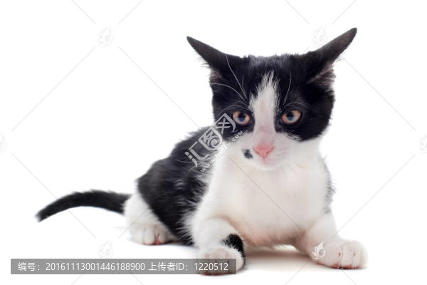 黑白小貓