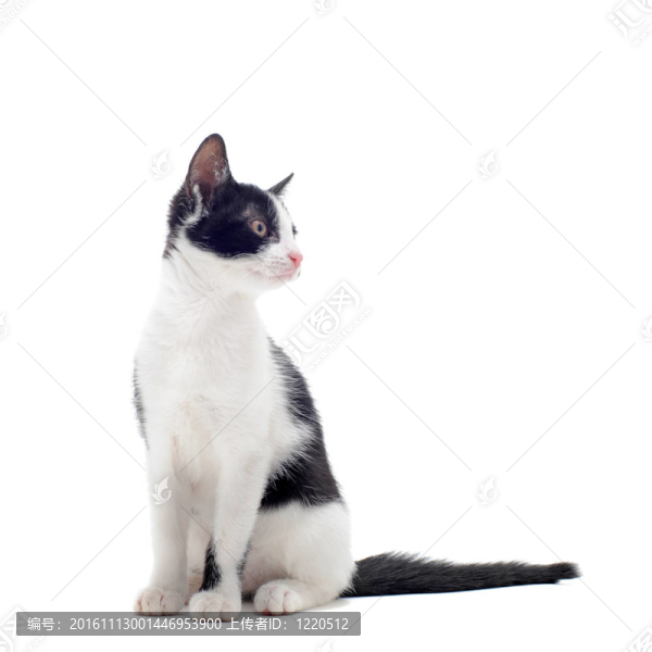 黑白小貓