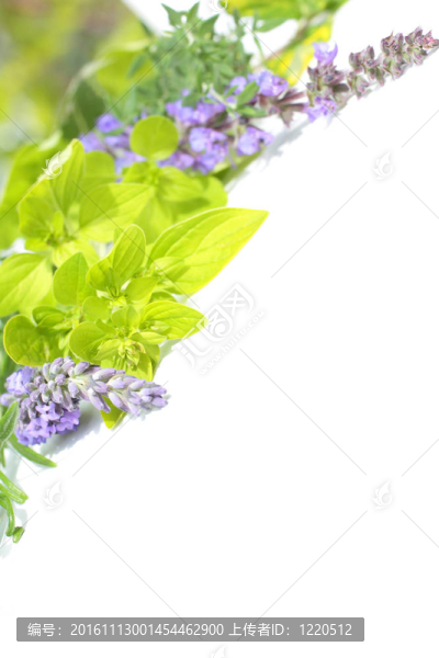 園林草本植物-匯圖網(wǎng) www.fosd68.com 園林草本植物