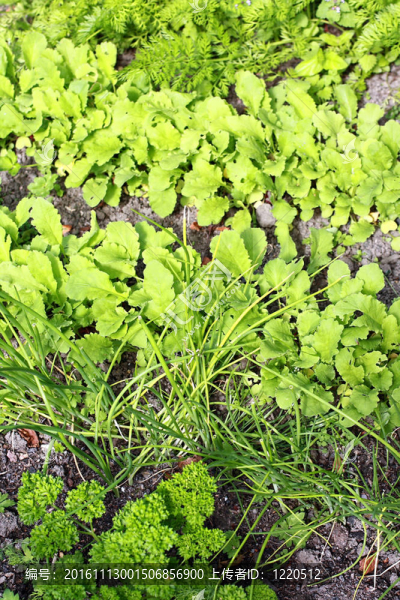 花園里種植的蔬菜