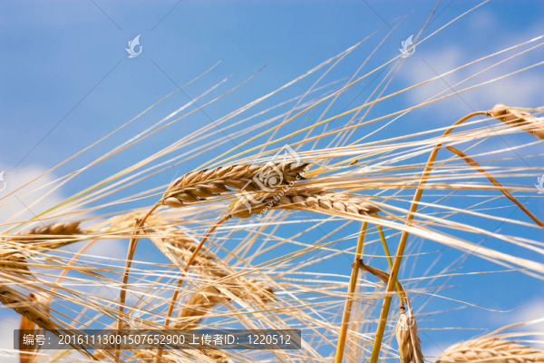 谷物對(duì)抗天空-匯圖網(wǎng) www.fosd68.com 谷物對(duì)抗天空