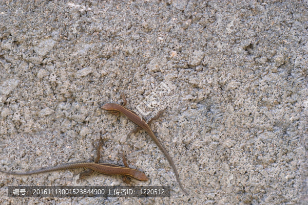 lizzards