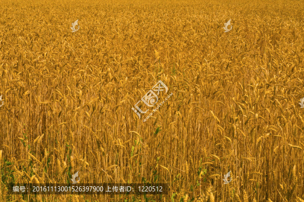 小麥田
