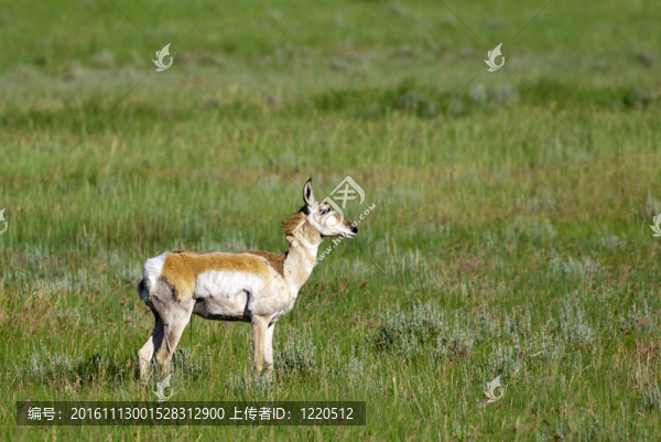 叉角羚鹿在現(xiàn)場(chǎng)。