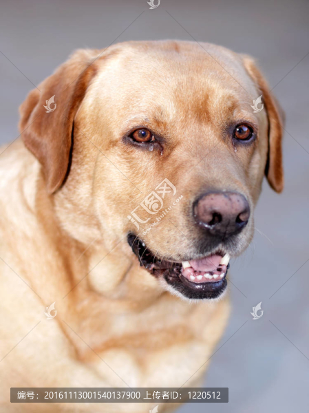 拉布拉多獵犬