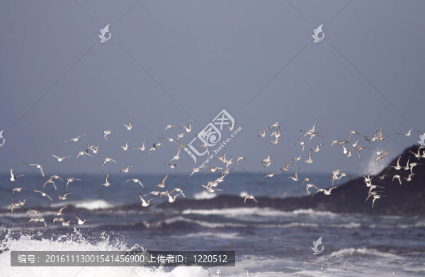 成群的海鳥飛行