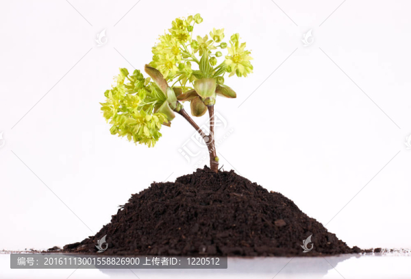 土壤中的小植物