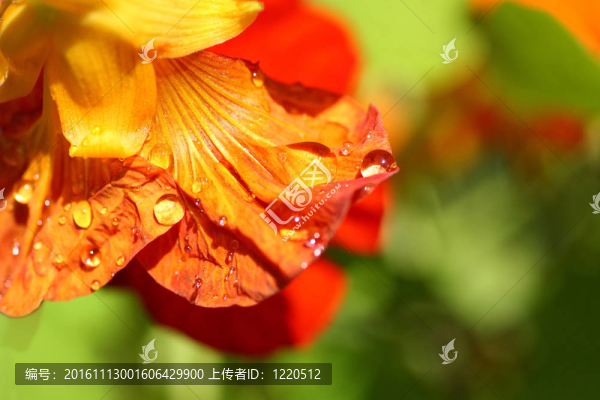 花園里盛開(kāi)的花