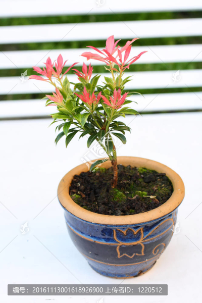 花園里的花園花；森林火焰