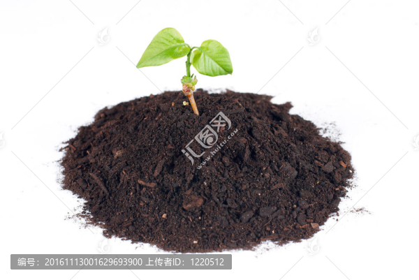 土壤中的小植物