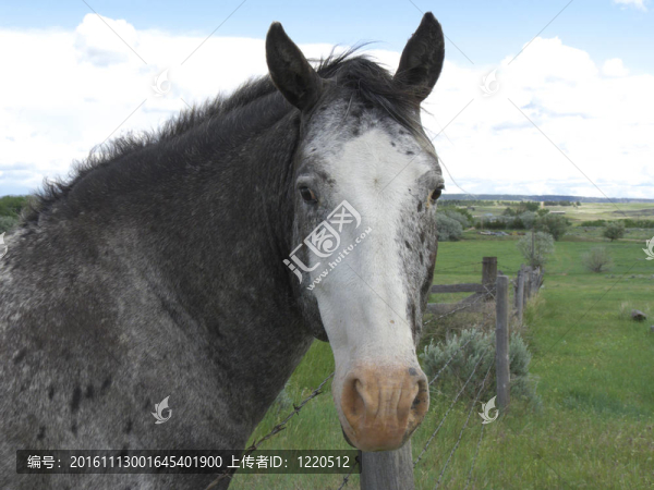 西班牙野馬種馬