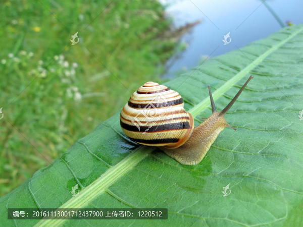 蝸牛（腹足綱軟體動(dòng)物）在綠色的葉片；自然的細(xì)節(jié)