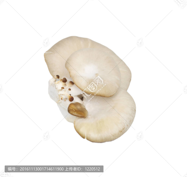 白色背景上的牡蠣蘑菇