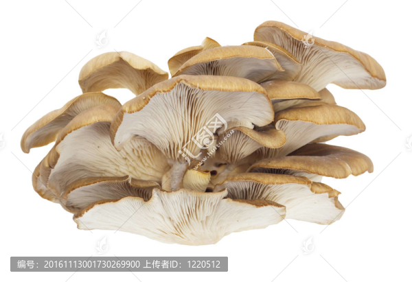 白色背景上的牡蠣蘑菇