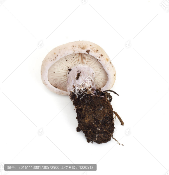 蘑菇藍(lán)腳