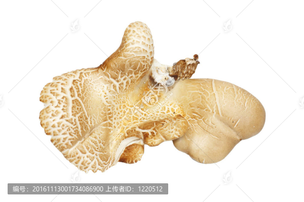 蘑菇松露