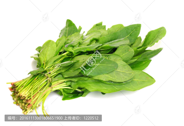 一束鮮酢漿草